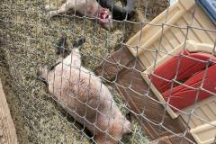 livestock-attack3