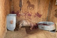 livestock-attack6