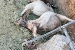livestock-attack7