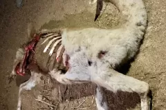 llama-scaled