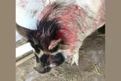 pigattack
